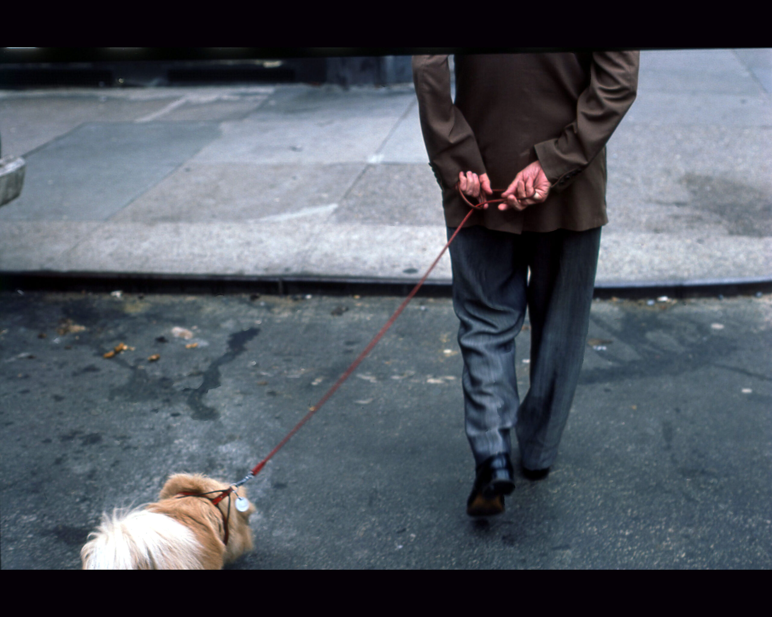 Man walking dog 8 st NYC